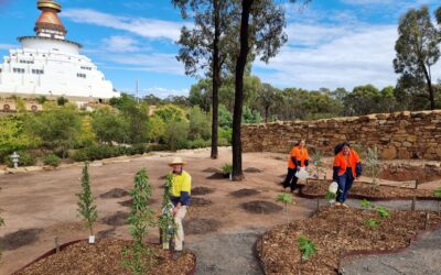 Plantación de árboles en la Gran Estupa de la Compasión Universal, Australia