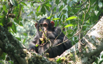 Plus de 450 000 arbres plantés et dédiés aux chimpanzés en Ouganda !